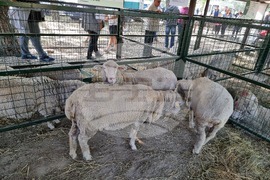 Село Мечкарево - Национално животновъдно изложение