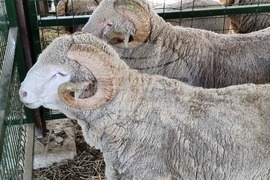 Село Мечкарево - Национално животновъдно изложение