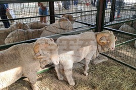 Село Мечкарево - Национално животновъдно изложение