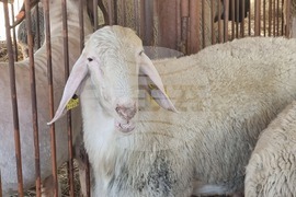 Село Мечкарево - Национално животновъдно изложение