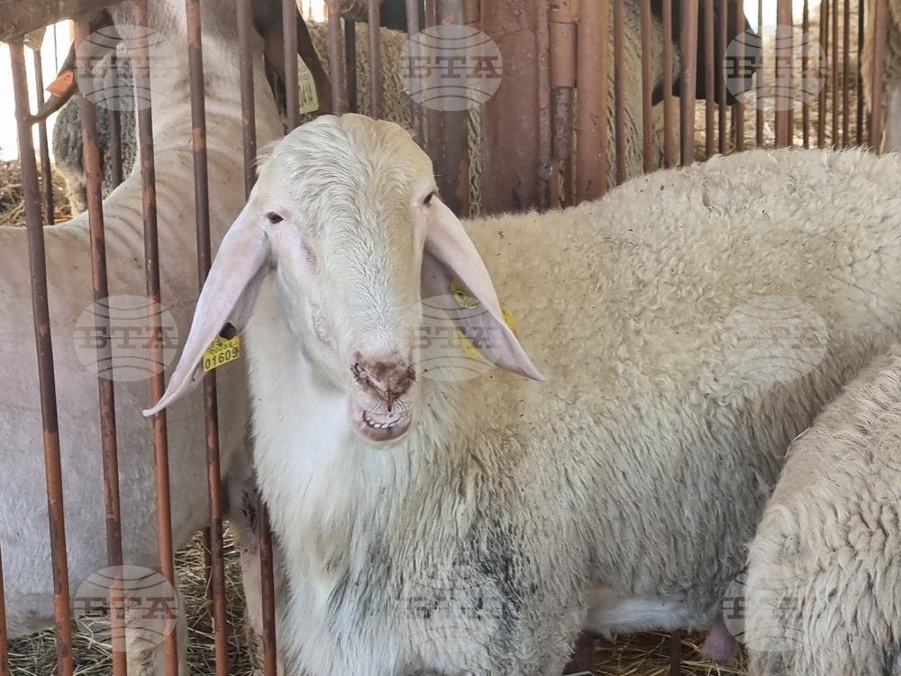 Село Мечкарево - Национално животновъдно изложение