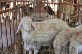 Село Мечкарево - Национално животновъдно изложение