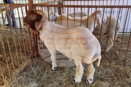 Село Мечкарево - Национално животновъдно изложение