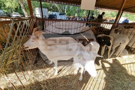 Село Мечкарево - Национално животновъдно изложение