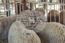 Село Мечкарево - Национално животновъдно изложение