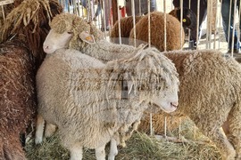 Село Мечкарево - Национално животновъдно изложение