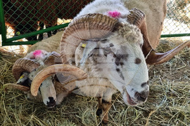 Село Мечкарево - Национално животновъдно изложение