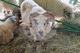 Село Мечкарево - Национално животновъдно изложение