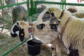 Село Мечкарево - Национално животновъдно изложение