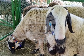 Село Мечкарево - Национално животновъдно изложение