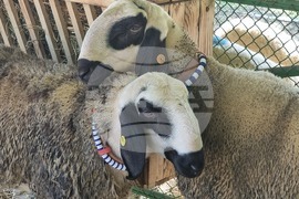 Село Мечкарево - Национално животновъдно изложение