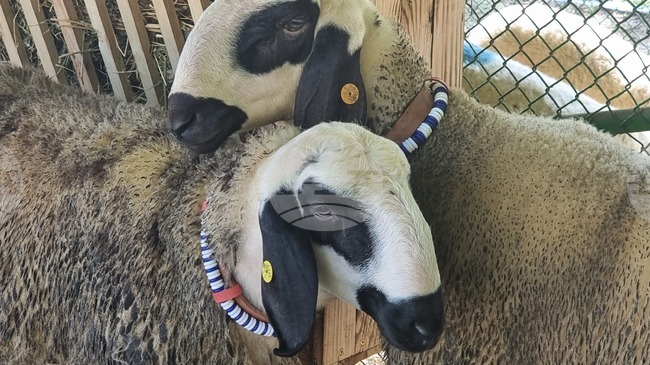 Сливенската полиция разкри кражба на 50 агнета от животновъден комплекс 