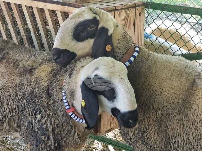 Сливенската полиция разкри кражба на 50 агнета от животновъден комплекс 