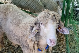 Село Мечкарево - Национално животновъдно изложение