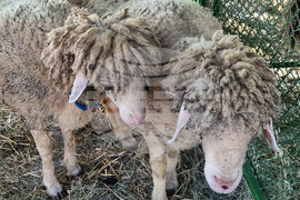 Село Мечкарево - Национално животновъдно изложение