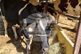 Село Мечкарево - Национално животновъдно изложение