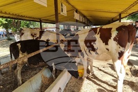 Село Мечкарево - Национално животновъдно изложение