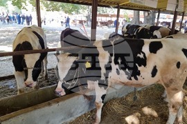 Село Мечкарево - Национално животновъдно изложение