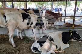 Село Мечкарево - Национално животновъдно изложение