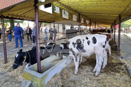 Село Мечкарево - Национално животновъдно изложение