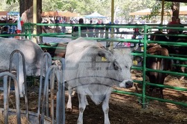Село Мечкарево - Национално животновъдно изложение