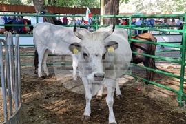 Село Мечкарево - Национално животновъдно изложение