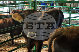 Село Мечкарево - Национално животновъдно изложение