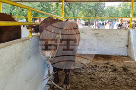 Село Мечкарево - Национално животновъдно изложение