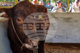 Село Мечкарево - Национално животновъдно изложение