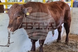 Село Мечкарево - Национално животновъдно изложение