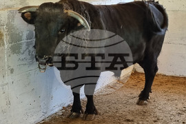 Село Мечкарево - Национално животновъдно изложение