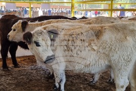 Село Мечкарево - Национално животновъдно изложение
