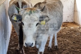 Село Мечкарево - Национално животновъдно изложение