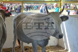 Село Мечкарево - Национално животновъдно изложение