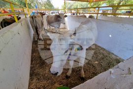 Село Мечкарево - Национално животновъдно изложение