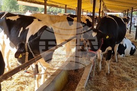 Село Мечкарево - Национално животновъдно изложение