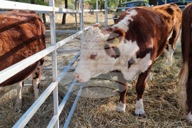 Село Мечкарево - Национално животновъдно изложение