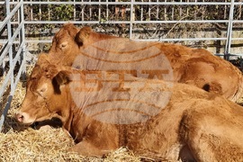 Село Мечкарево - Национално животновъдно изложение
