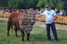 Село Мечкарево - Национално животновъдно изложение