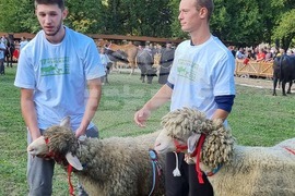 Село Мечкарево - Национално животновъдно изложение