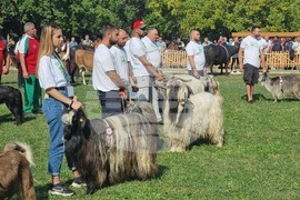 Село Мечкарево - Национално животновъдно изложение