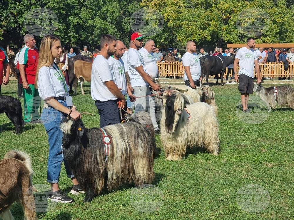 Село Мечкарево - Национално животновъдно изложение