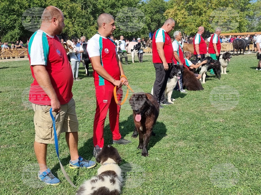 Село Мечкарево - Национално животновъдно изложение