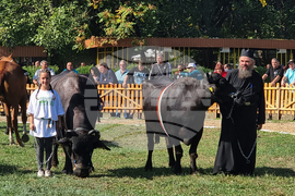 Село Мечкарево - Национално животновъдно изложение