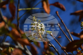 Село Брестовене - разцъфнал кестен