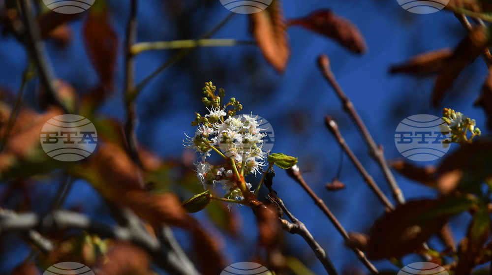 Село Брестовене - разцъфнал кестен
