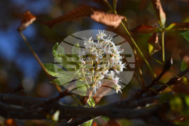 Село Брестовене - разцъфнал кестен