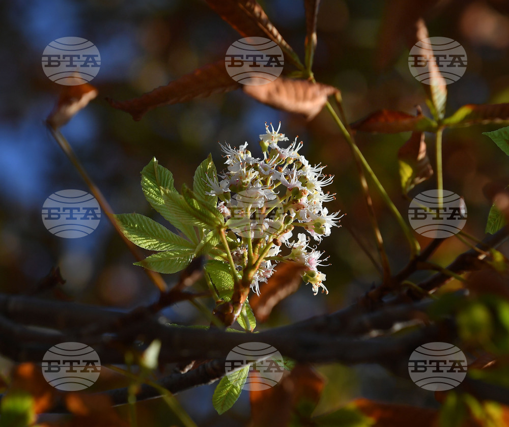 Село Брестовене - разцъфнал кестен