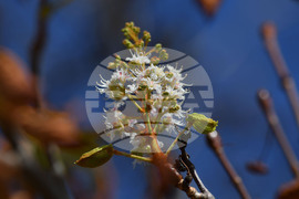Село Брестовене - разцъфнал кестен