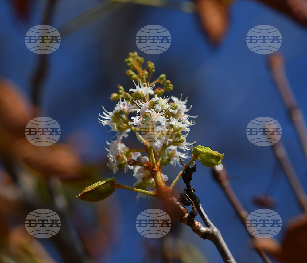 Село Брестовене - разцъфнал кестен
